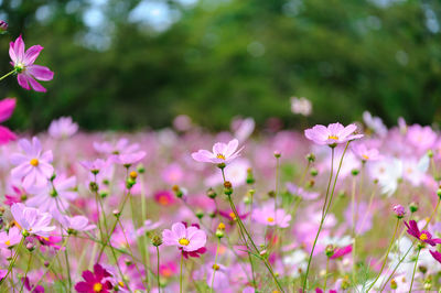 Image of pink cosmos swaying in the autumn breeze.