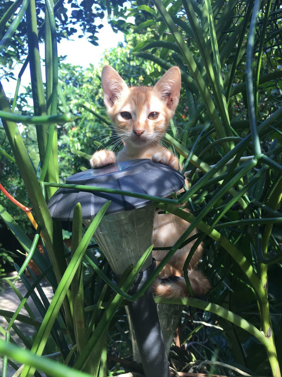 PORTRAIT OF A CAT ON THE GRASS