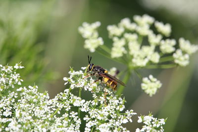 Close-up of bee pollinating on flower