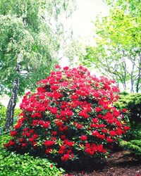 Close-up of red flowers blooming on tree