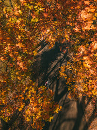 High angle view of trees during autumn