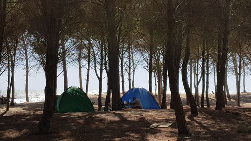 Tent and bare trees against sky