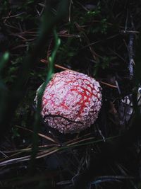 Close-up of fly agaric mushroom in forest