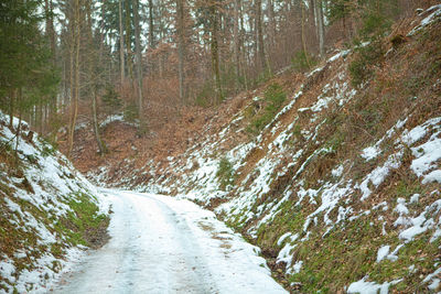 Road amidst trees in forest