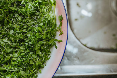 High angle view of leaves in bowl