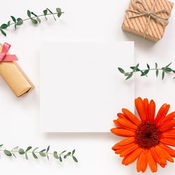 High angle view of white flowers on table