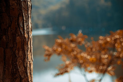 Close-up of plants against sky during winter