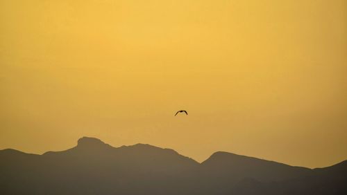 Silhouette bird flying in sky during sunset