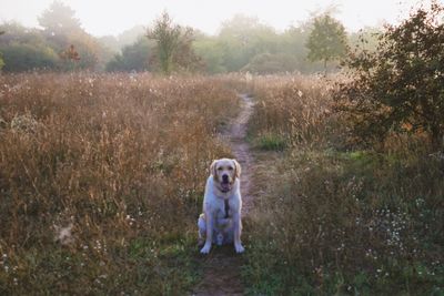 Portrait of dog standing on field