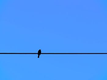 Low angle view of crow perching on cable against sky