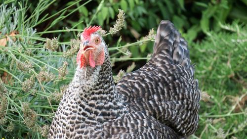 Close-up of rooster on grass