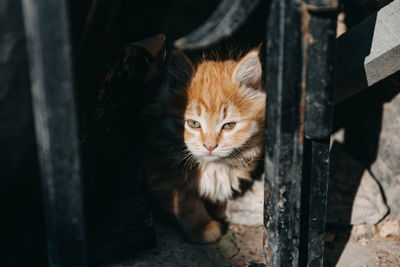 Portrait of cat sitting outdoors