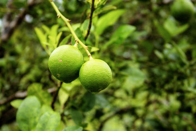 Close-up of fruits growing on tree