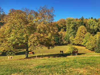 View of sheep grazing on field during autumn