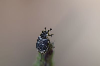 Close-up of insect on leaf