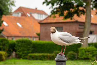 Seagull perching on a building