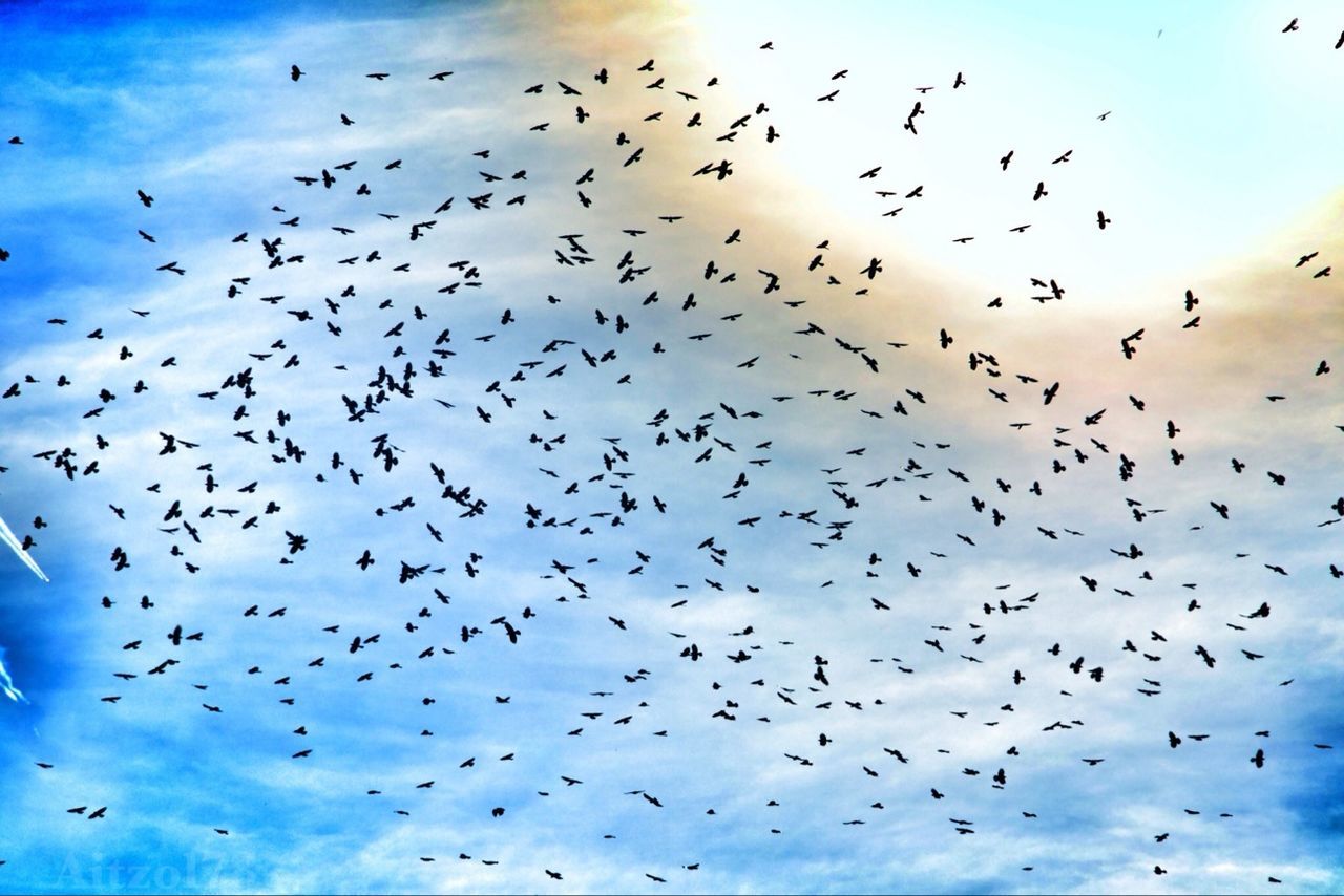 LOW ANGLE VIEW OF BIRDS FLYING OVER THE SKY