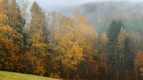 Pine trees in forest during autumn