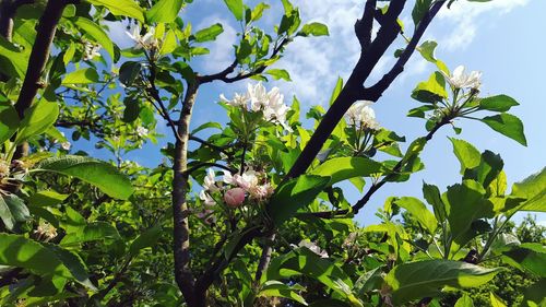 Low angle view of white flowers