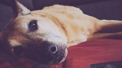 Portrait of dog resting at home