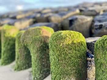 Close-up of moss growing on rock