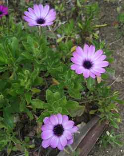 Close-up of pink flowers