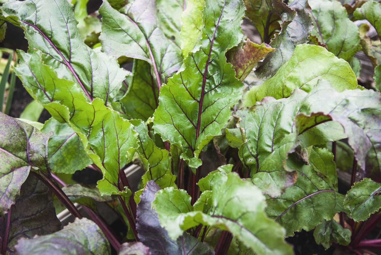 leaf, plant part, growth, green, plant, food and drink, food, produce, vegetable, nature, healthy eating, freshness, no people, leaf vegetable, flower, day, wellbeing, full frame, field, beauty in nature, agriculture, close-up, garden, outdoors, backgrounds, land, high angle view