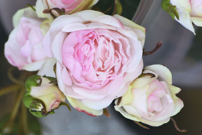 Close-up of pink roses