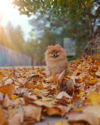 Cute pomeranian autumn
