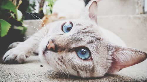 Close-up of a cat lying down