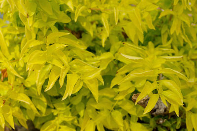 Close-up of yellow plants