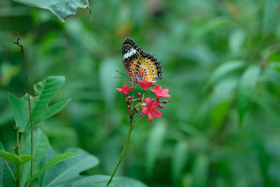 Close-up of butterfly pollinating on flower