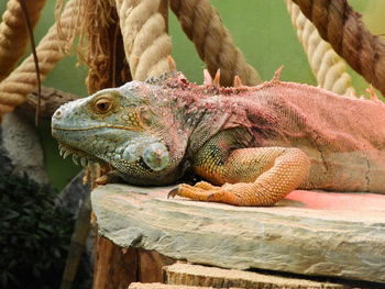 Close-up of iguana on wood