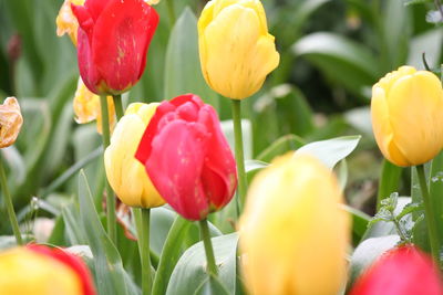 Close-up of tulips blooming outdoors
