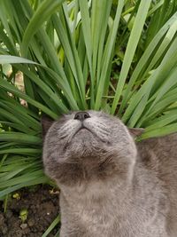 Close-up of a cat