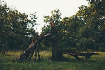 Trees and grass against sky