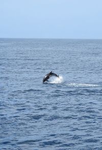 View of an animal in sea