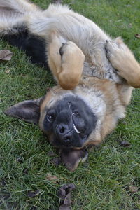 Close-up of lion lying on field