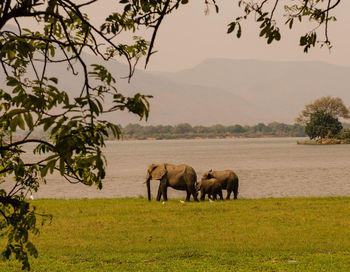 Elephant on field against sky