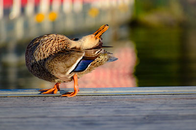 Close-up of bird perching on wooden table