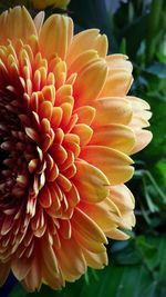 Close-up of orange flower