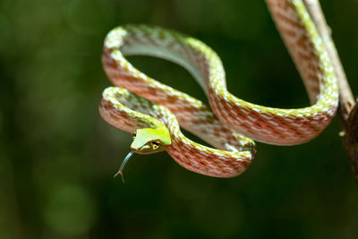 Close-up of lizard