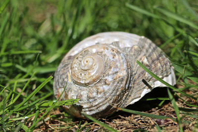 Close-up of shell on grass