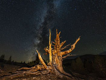 Scenic view of tree against star field at night