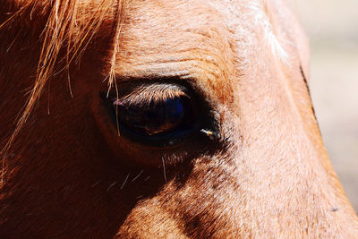 Close-up of horse eye