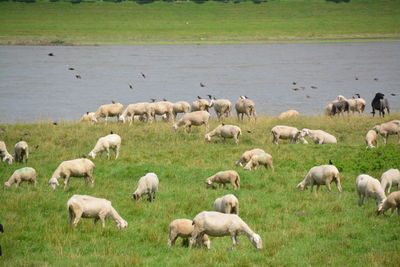 Group of animals on grassy field