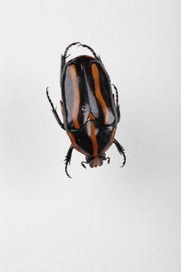 Close-up of insect on wall