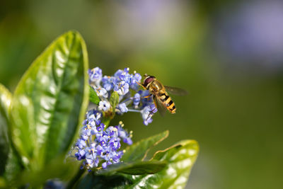 Close-up of bee pollinating on purple flower