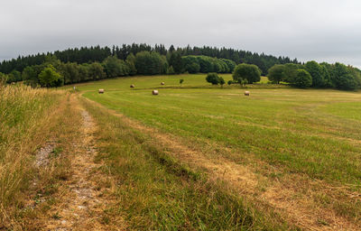 Scenic view of agricultural field against sky