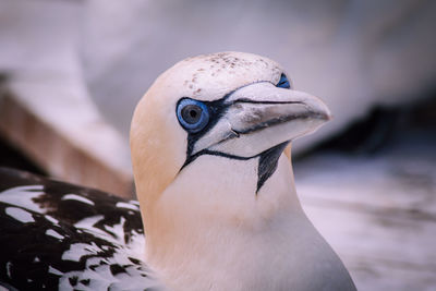 Close-up of a bird